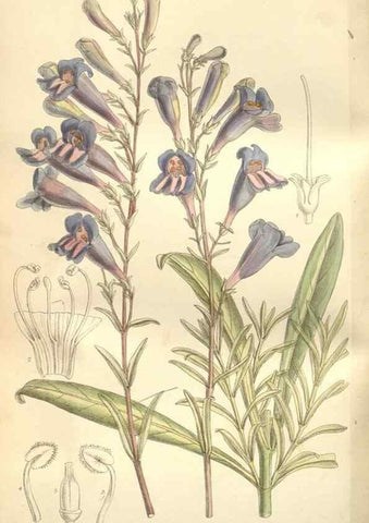 Reproducción/Reproduction 35272242912: Curtis's botanical magazine.. London ; New York [etc.] :Academic Press [etc.]
