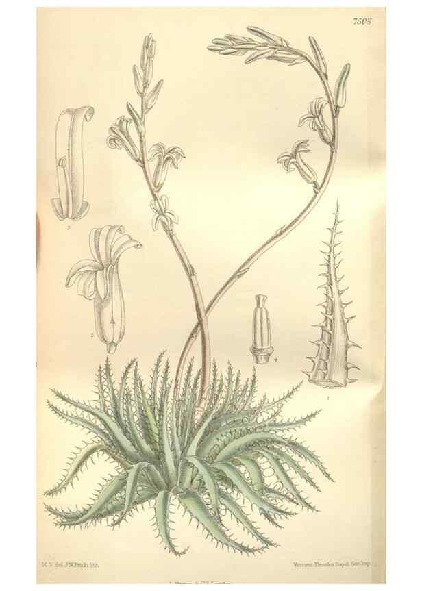 Reproducción/Reproduction 35309119621: Curtis's botanical magazine.. London ; New York [etc.] :Academic Press [etc.]