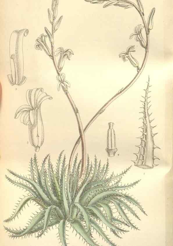 Reproducción/Reproduction 35309119621: Curtis's botanical magazine.. London ; New York [etc.] :Academic Press [etc.]