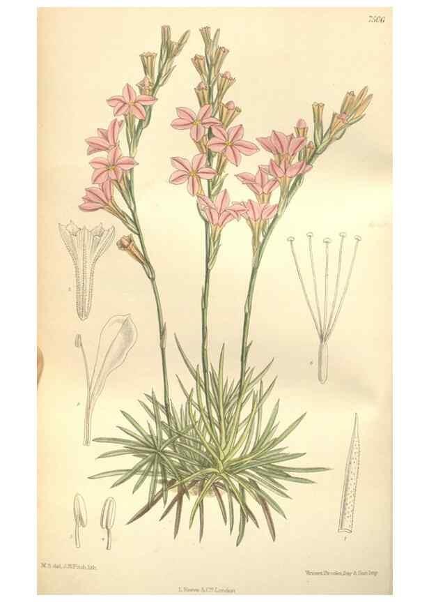 Reproducción/Reproduction 35272247972: Curtis's botanical magazine.. London ; New York [etc.] :Academic Press [etc.]