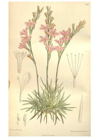 Reproducción/Reproduction 35272247972: Curtis's botanical magazine.. London ; New York [etc.] :Academic Press [etc.]