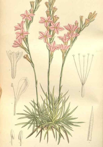 Reproducción/Reproduction 35272247972: Curtis's botanical magazine.. London ; New York [etc.] :Academic Press [etc.]