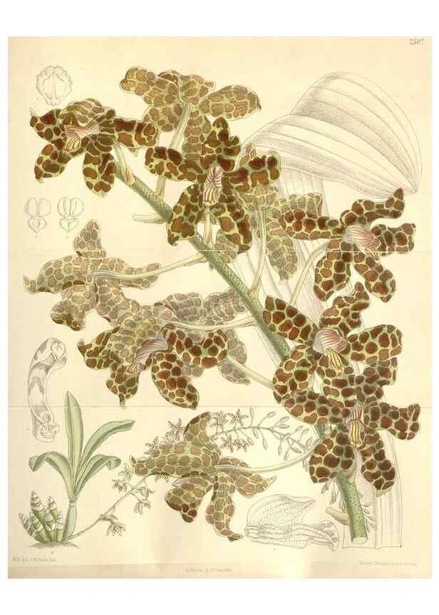 Reproducción/Reproduction 35272250452: Curtis's botanical magazine.. London ; New York [etc.] :Academic Press [etc.]