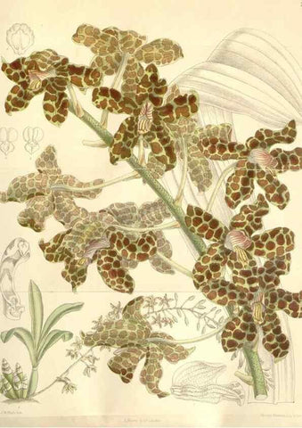 Reproducción/Reproduction 35272250452: Curtis's botanical magazine.. London ; New York [etc.] :Academic Press [etc.]