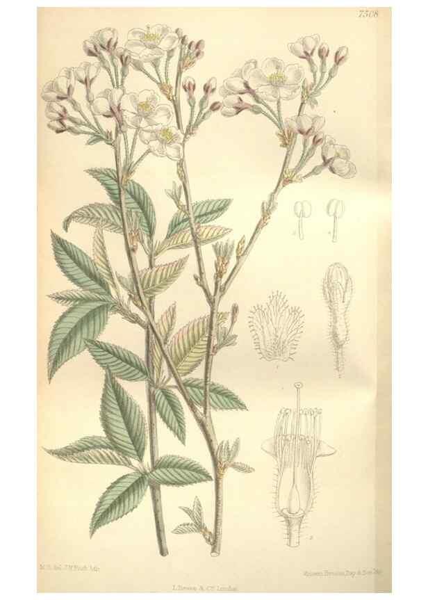 Reproducción/Reproduction 35272252782: Curtis's botanical magazine.. London ; New York [etc.] :Academic Press [etc.]