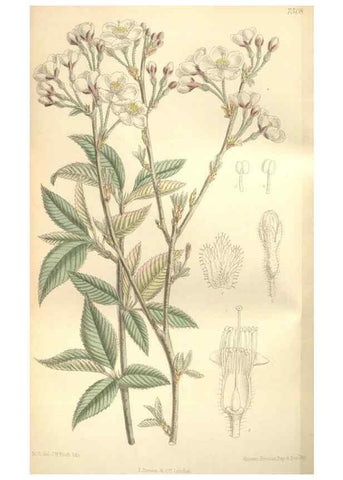 Reproducción/Reproduction 35272252782: Curtis's botanical magazine.. London ; New York [etc.] :Academic Press [etc.]