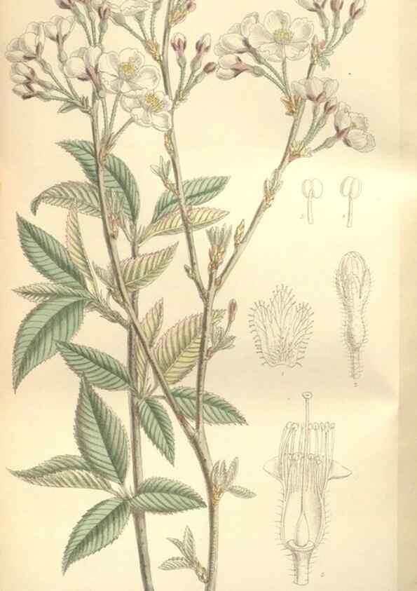 Reproducción/Reproduction 35272252782: Curtis's botanical magazine.. London ; New York [etc.] :Academic Press [etc.]