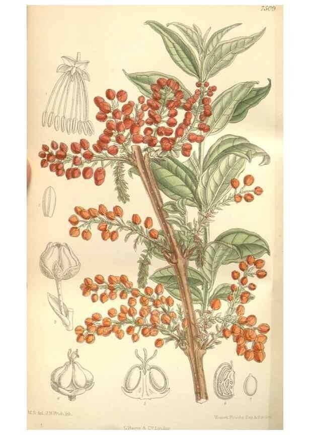 Reproducción/Reproduction 35309129371: Curtis's botanical magazine.. London ; New York [etc.] :Academic Press [etc.]