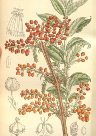 Reproducción/Reproduction 35309129371: Curtis's botanical magazine.. London ; New York [etc.] :Academic Press [etc.]