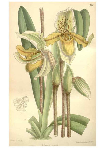 Reproducción/Reproduction 35309131611: Curtis's botanical magazine.. London ; New York [etc.] :Academic Press [etc.]