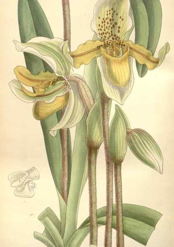 Reproducción/Reproduction 35309131611: Curtis's botanical magazine.. London ; New York [etc.] :Academic Press [etc.]