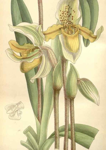 Reproducción/Reproduction 35309131611: Curtis's botanical magazine.. London ; New York [etc.] :Academic Press [etc.]