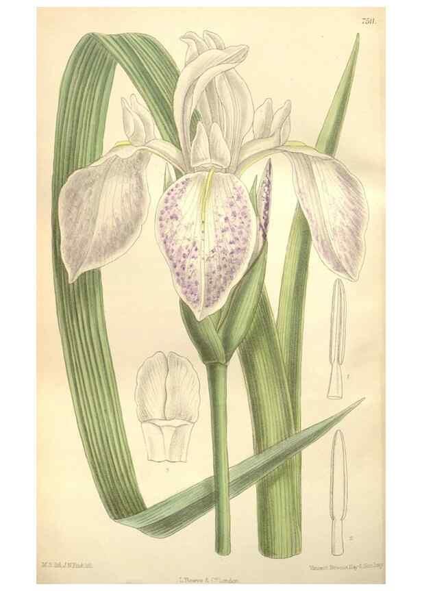 Reproducción/Reproduction 35272259092: Curtis's botanical magazine.. London ; New York [etc.] :Academic Press [etc.]