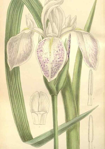 Reproducción/Reproduction 35272259092: Curtis's botanical magazine.. London ; New York [etc.] :Academic Press [etc.]