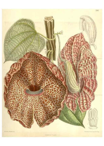 Reproducción/Reproduction 35399152066: Curtis's botanical magazine.. London ; New York [etc.] :Academic Press [etc.]