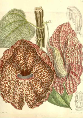 Reproducción/Reproduction 35399152066: Curtis's botanical magazine.. London ; New York [etc.] :Academic Press [etc.]