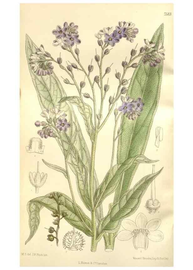 Reproducción/Reproduction 35399152756: Curtis's botanical magazine.. London ; New York [etc.] :Academic Press [etc.]