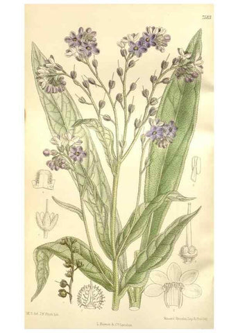 Reproducción/Reproduction 35399152756: Curtis's botanical magazine.. London ; New York [etc.] :Academic Press [etc.]