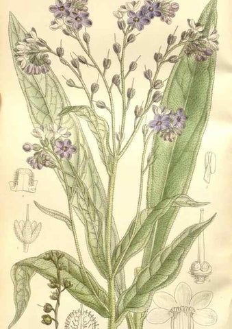 Reproducción/Reproduction 35399152756: Curtis's botanical magazine.. London ; New York [etc.] :Academic Press [etc.]