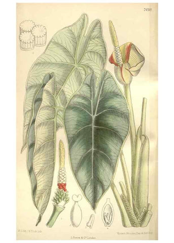 Reproducción/Reproduction 35309108481: Curtis's botanical magazine.. London ; New York [etc.] :Academic Press [etc.]