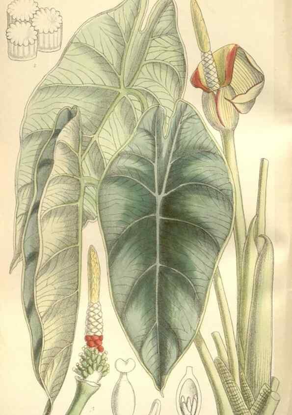 Reproducción/Reproduction 35309108481: Curtis's botanical magazine.. London ; New York [etc.] :Academic Press [etc.]