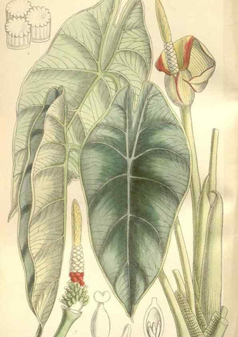 Reproducción/Reproduction 35309108481: Curtis's botanical magazine.. London ; New York [etc.] :Academic Press [etc.]