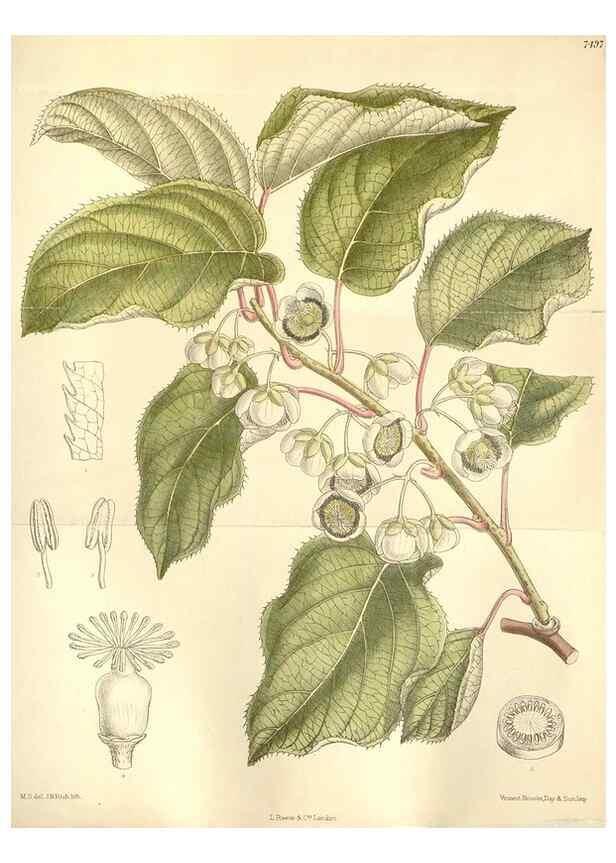 Reproducción/Reproduction 35399087256: Curtis's botanical magazine.. London ; New York [etc.] :Academic Press [etc.]