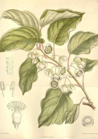 Reproducción/Reproduction 35399087256: Curtis's botanical magazine.. London ; New York [etc.] :Academic Press [etc.]