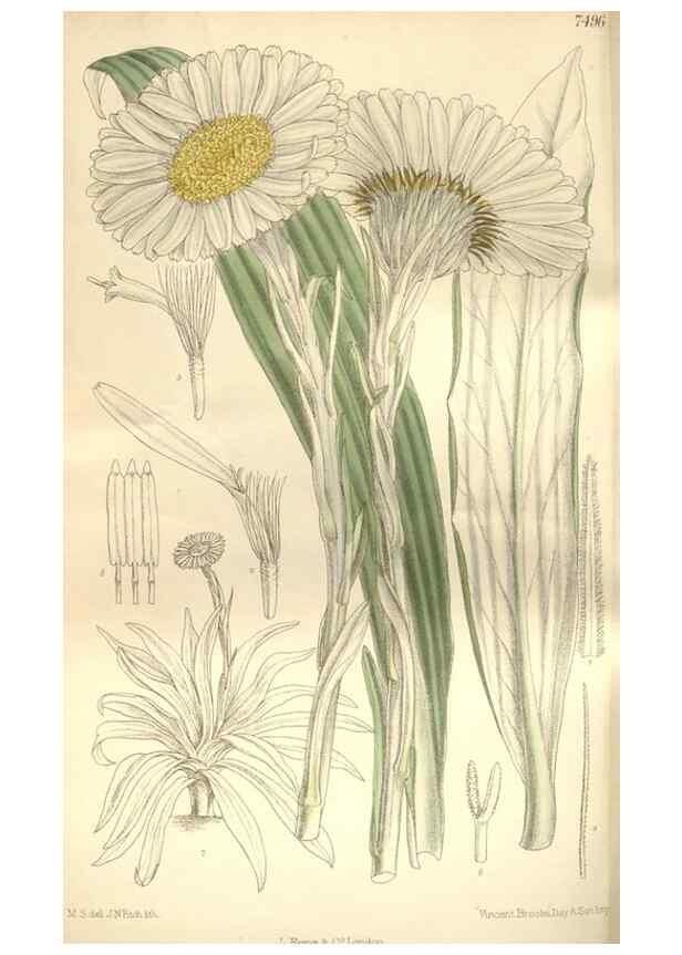 Reproducción/Reproduction 35438771665: Curtis's botanical magazine.. London ; New York [etc.] :Academic Press [etc.]