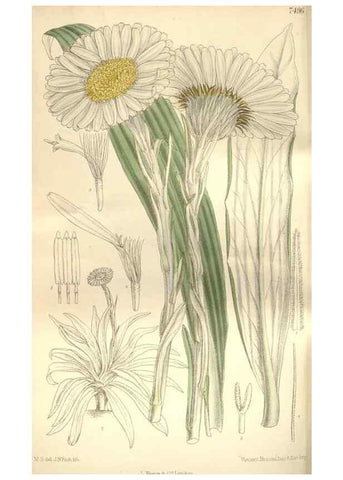 Reproducción/Reproduction 35438771665: Curtis's botanical magazine.. London ; New York [etc.] :Academic Press [etc.]