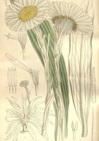 Reproducción/Reproduction 35438771665: Curtis's botanical magazine.. London ; New York [etc.] :Academic Press [etc.]