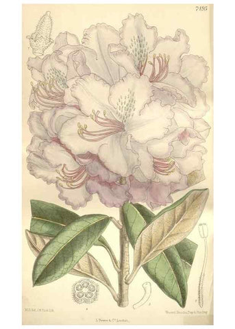 Reproducción/Reproduction 34628963703: Curtis's botanical magazine.. London ; New York [etc.] :Academic Press [etc.]