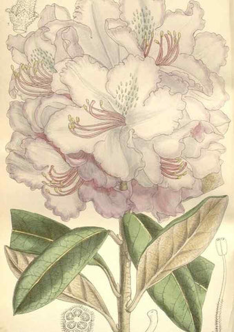 Reproducción/Reproduction 34628963703: Curtis's botanical magazine.. London ; New York [etc.] :Academic Press [etc.]