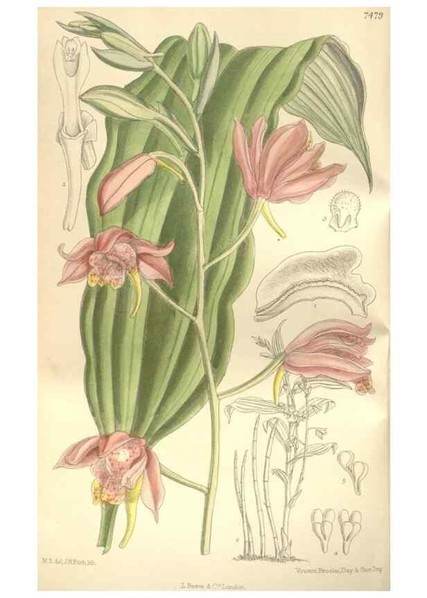 Reproducción/Reproduction 34628934383: Curtis's botanical magazine.. London ; New York [etc.] :Academic Press [etc.]
