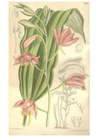 Reproducción/Reproduction 34628934383: Curtis's botanical magazine.. London ; New York [etc.] :Academic Press [etc.]