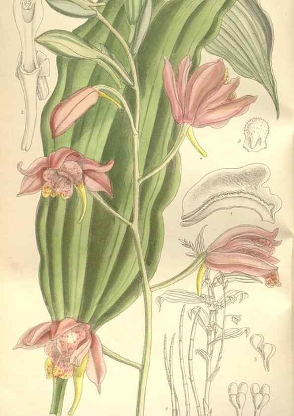 Reproducción/Reproduction 34628934383: Curtis's botanical magazine.. London ; New York [etc.] :Academic Press [etc.]