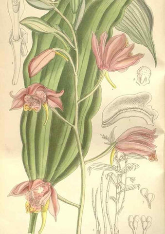 Reproducción/Reproduction 34628934383: Curtis's botanical magazine.. London ; New York [etc.] :Academic Press [etc.]