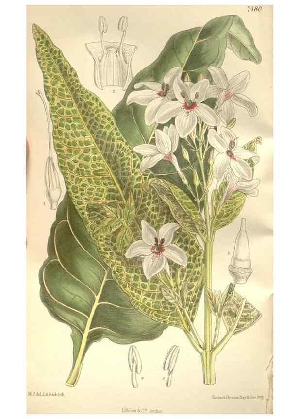 Reproducción/Reproduction 34628936623: Curtis's botanical magazine.. London ; New York [etc.] :Academic Press [etc.]