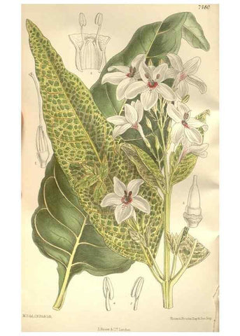 Reproducción/Reproduction 34628936623: Curtis's botanical magazine.. London ; New York [etc.] :Academic Press [etc.]