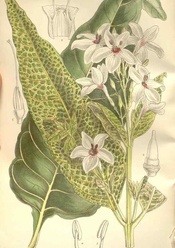 Reproducción/Reproduction 34628936623: Curtis's botanical magazine.. London ; New York [etc.] :Academic Press [etc.]