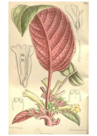 Reproducción/Reproduction 34628938283: Curtis's botanical magazine.. London ; New York [etc.] :Academic Press [etc.]