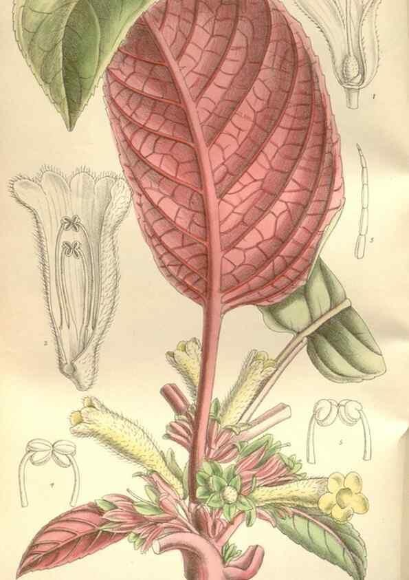 Reproducción/Reproduction 34628938283: Curtis's botanical magazine.. London ; New York [etc.] :Academic Press [etc.]