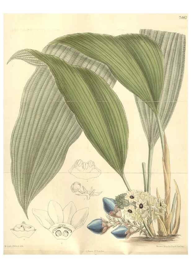Reproducción/Reproduction 35309073321: Curtis's botanical magazine.. London ; New York [etc.] :Academic Press [etc.]