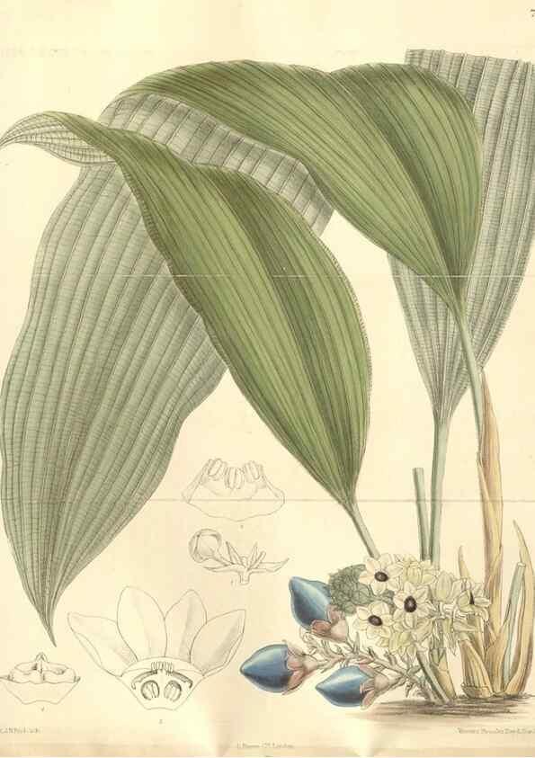 Reproducción/Reproduction 35309073321: Curtis's botanical magazine.. London ; New York [etc.] :Academic Press [etc.]