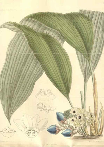 Reproducción/Reproduction 35309073321: Curtis's botanical magazine.. London ; New York [etc.] :Academic Press [etc.]