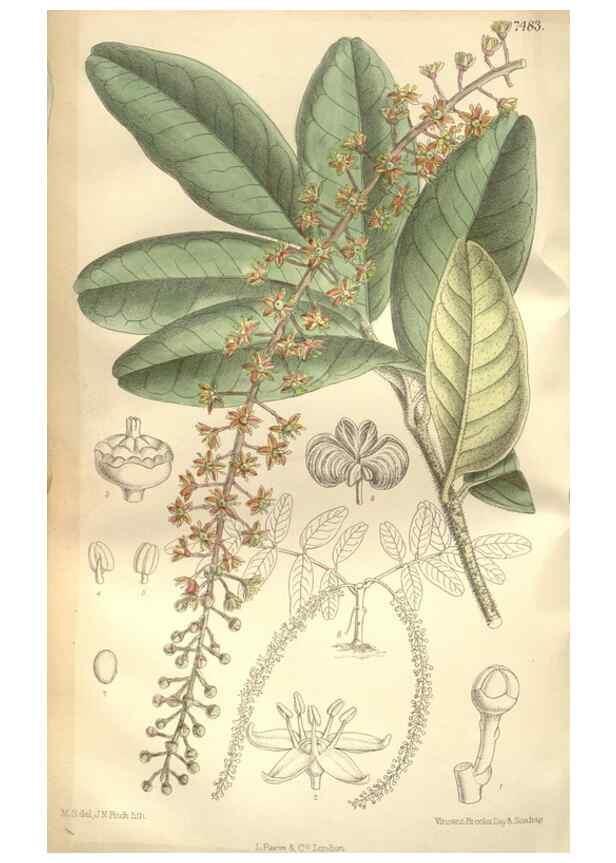 Reproducción/Reproduction 35309076591: Curtis's botanical magazine.. London ; New York [etc.] :Academic Press [etc.]