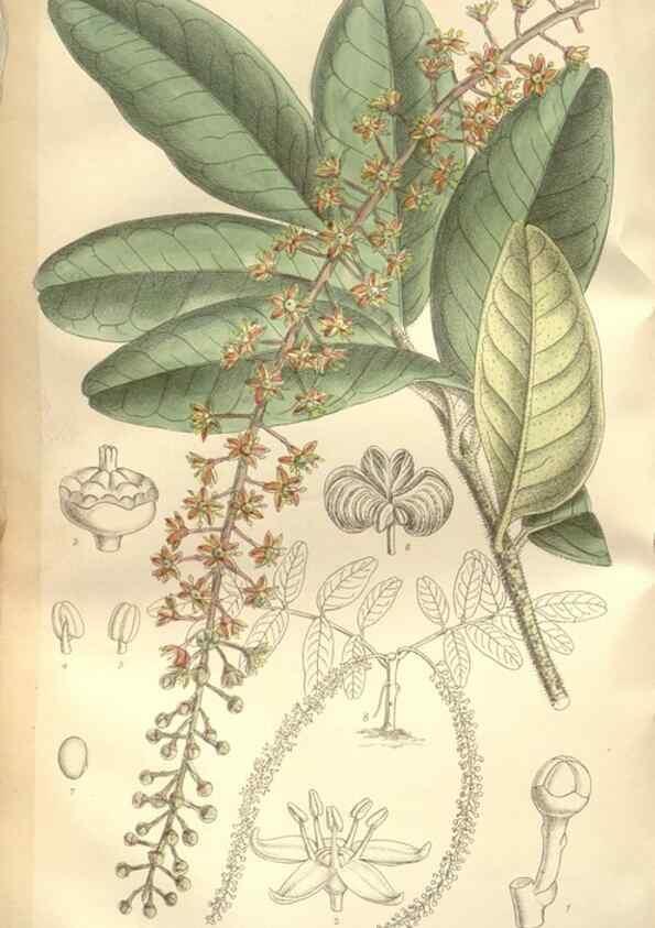 Reproducción/Reproduction 35309076591: Curtis's botanical magazine.. London ; New York [etc.] :Academic Press [etc.]