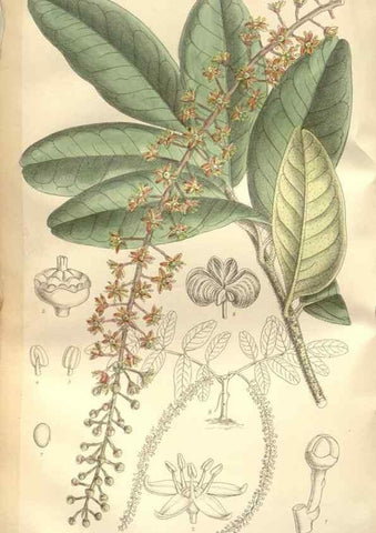 Reproducción/Reproduction 35309076591: Curtis's botanical magazine.. London ; New York [etc.] :Academic Press [etc.]