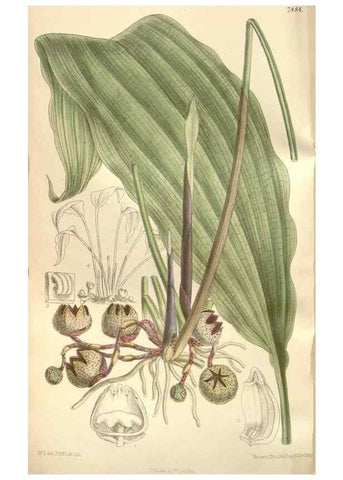 Reproducción/Reproduction 35309080081: Curtis's botanical magazine.. London ; New York [etc.] :Academic Press [etc.]