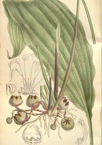 Reproducción/Reproduction 35309080081: Curtis's botanical magazine.. London ; New York [etc.] :Academic Press [etc.]